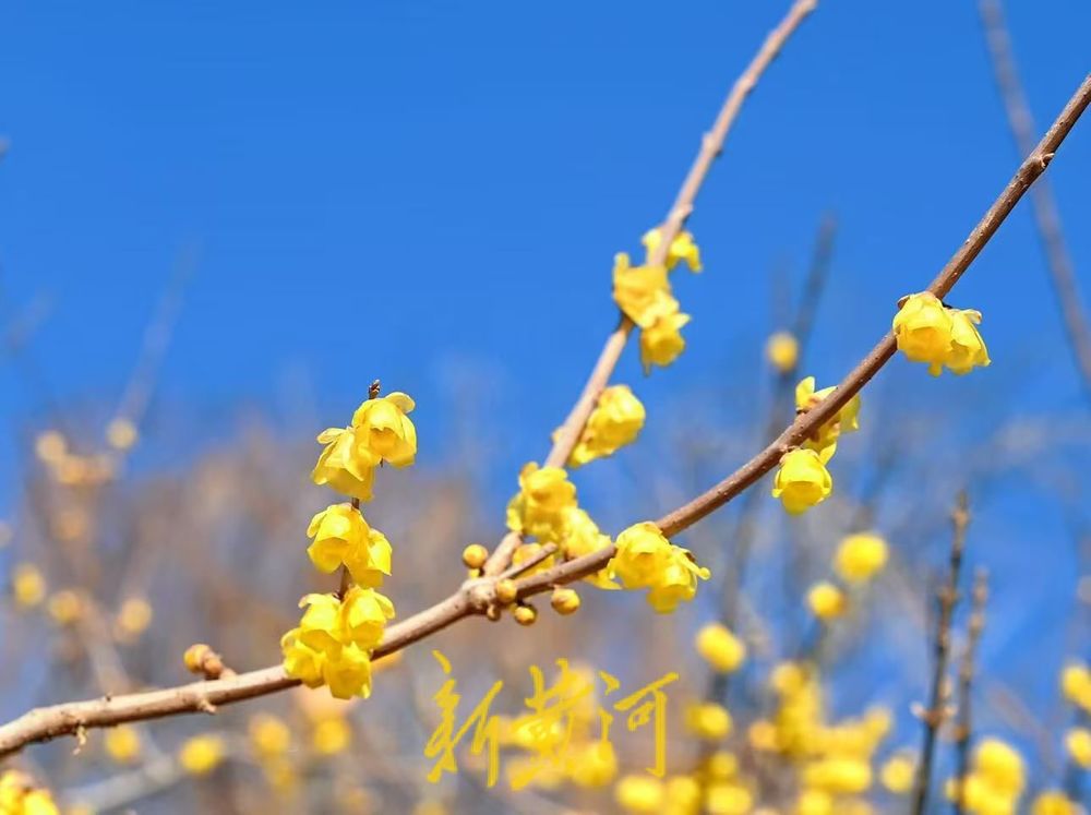 济南大明湖东岸腊梅花开添诗意