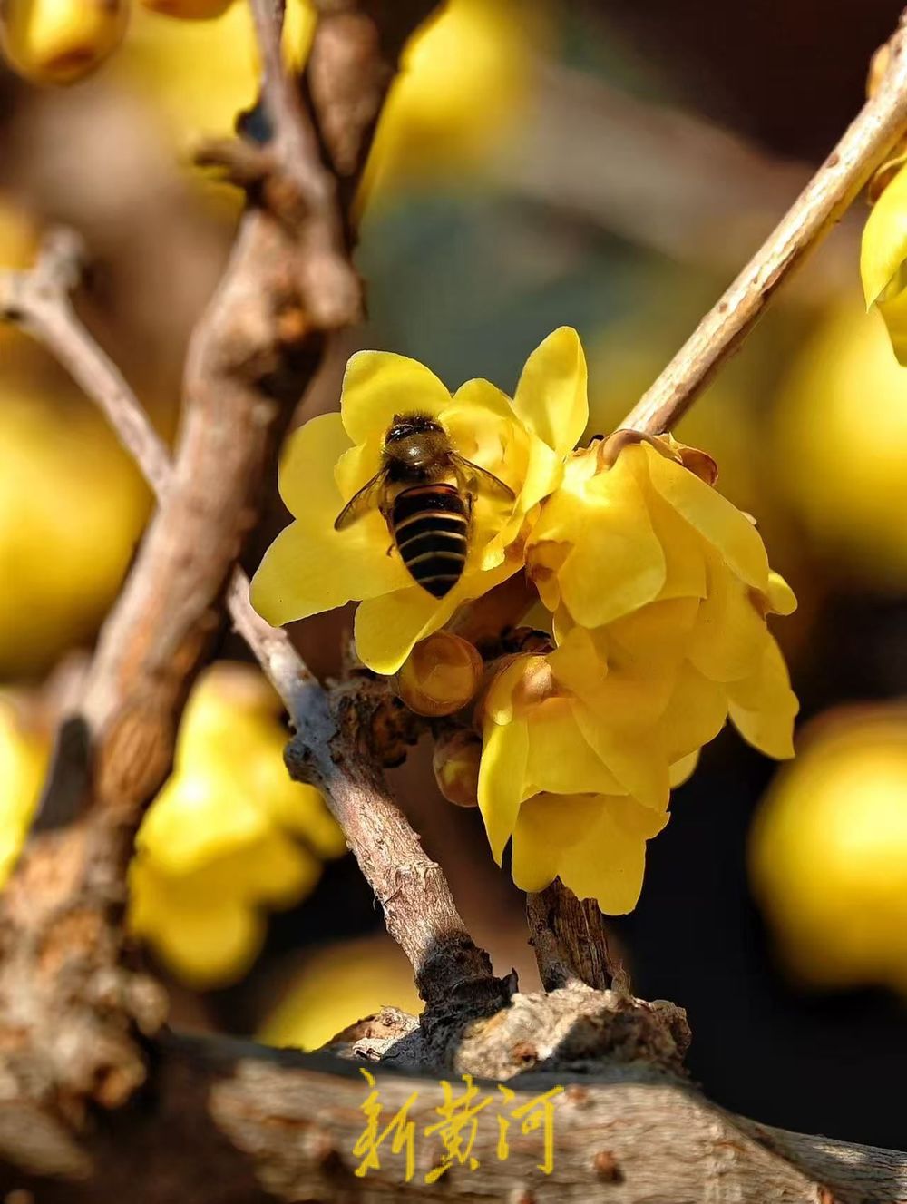 济南大明湖东岸腊梅花开添诗意