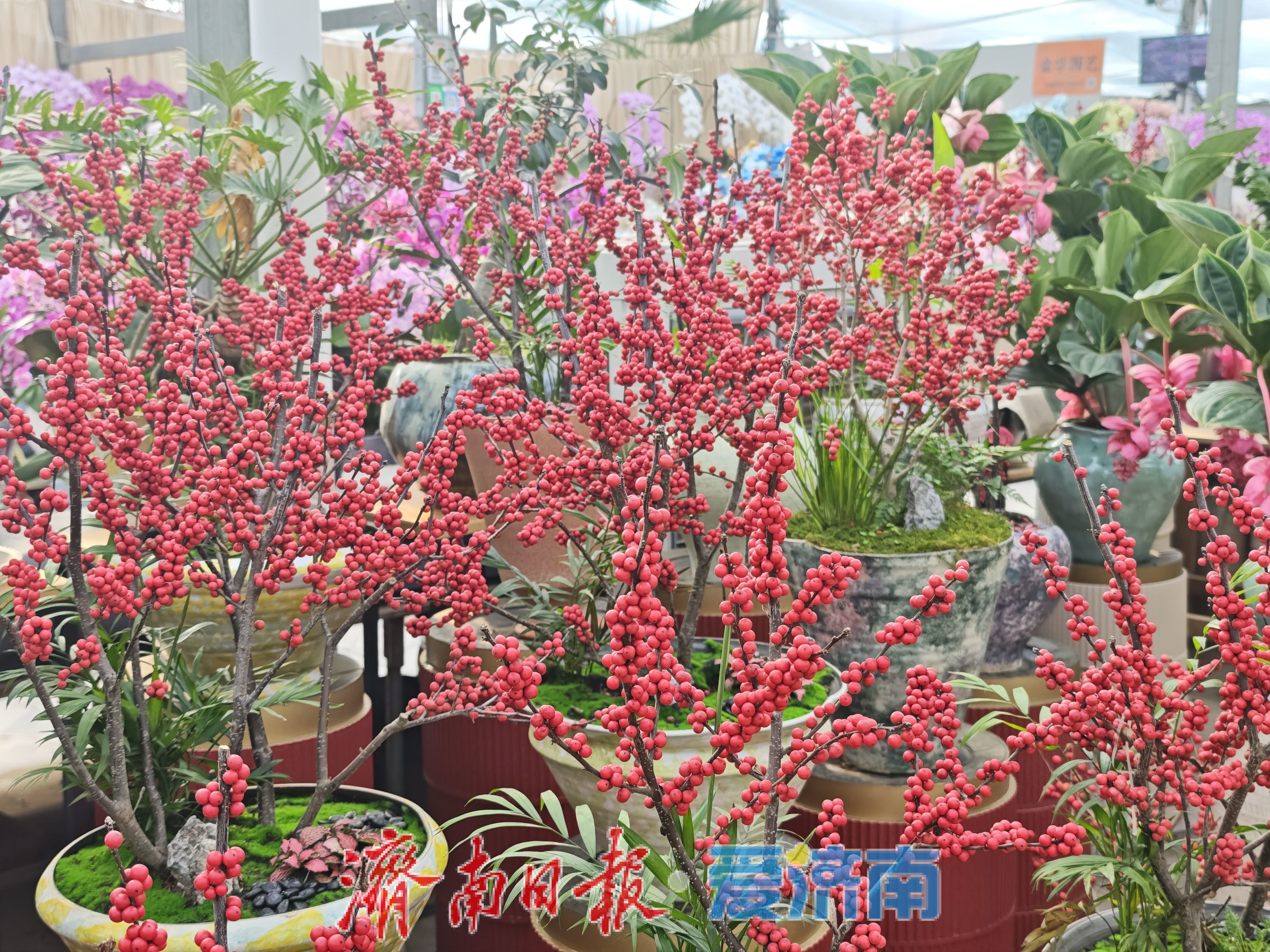 济南富莱花卉市场年花销售火热，蝴蝶兰“新装”引追捧
