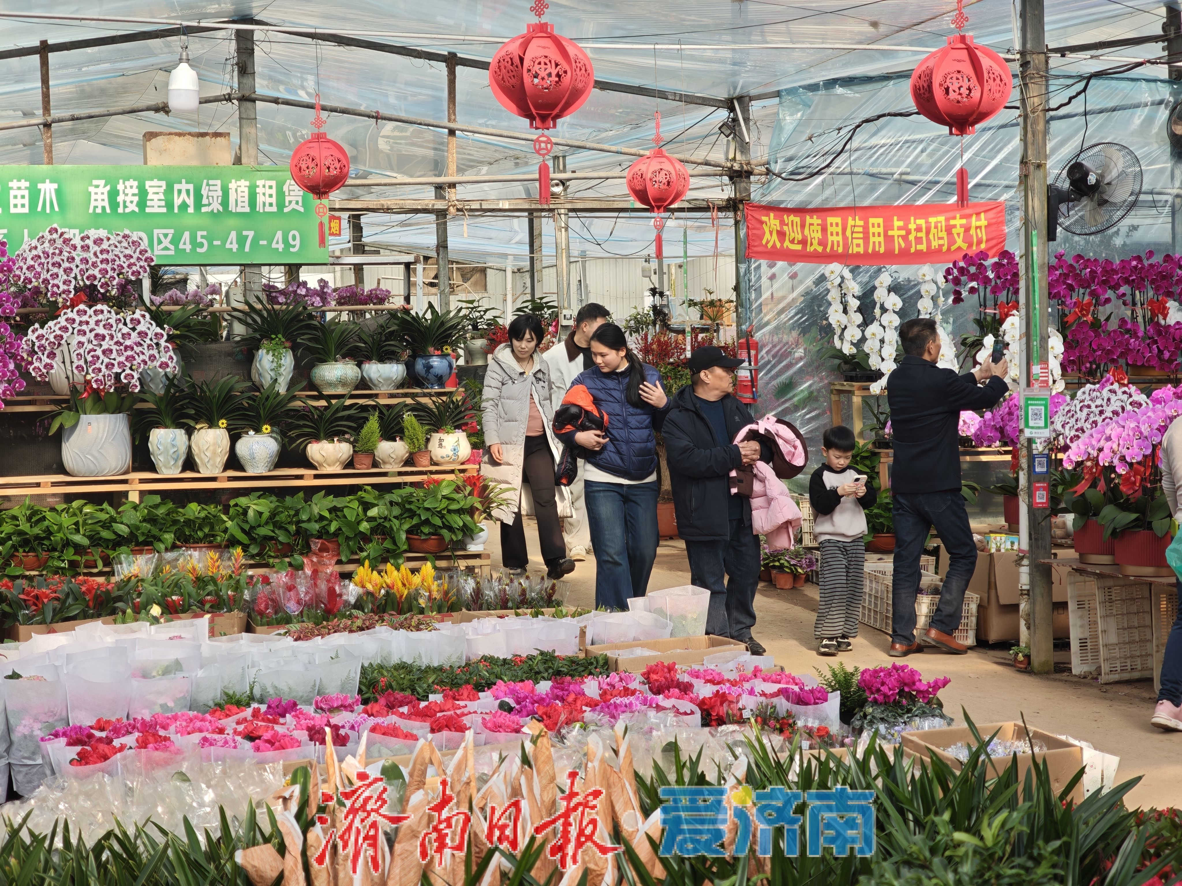 济南富莱花卉市场年花销售火热，蝴蝶兰“新装”引追捧