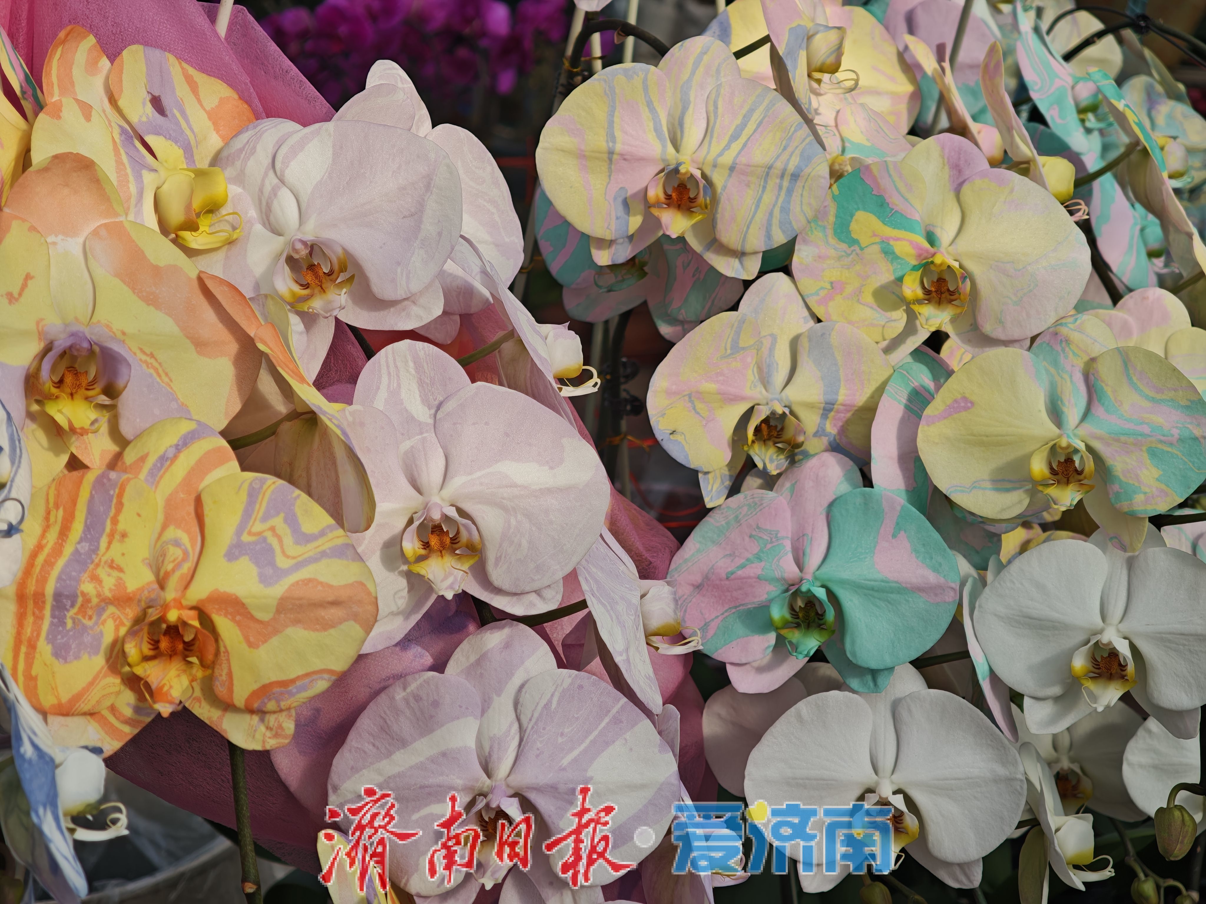 济南富莱花卉市场年花销售火热，蝴蝶兰“新装”引追捧