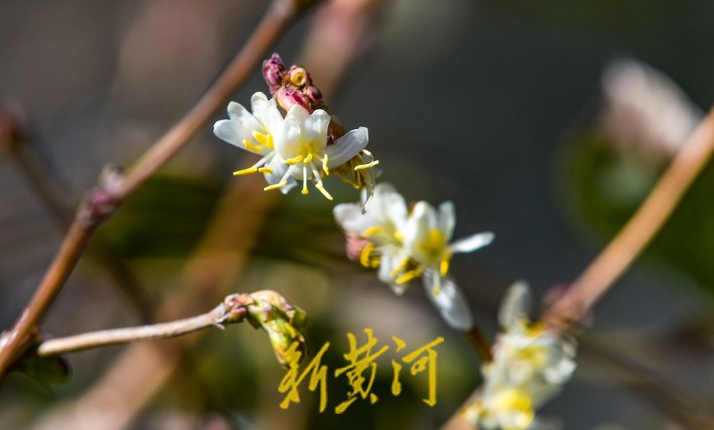 济南：二月春花三九开 蜜蜂赶早来采蜜