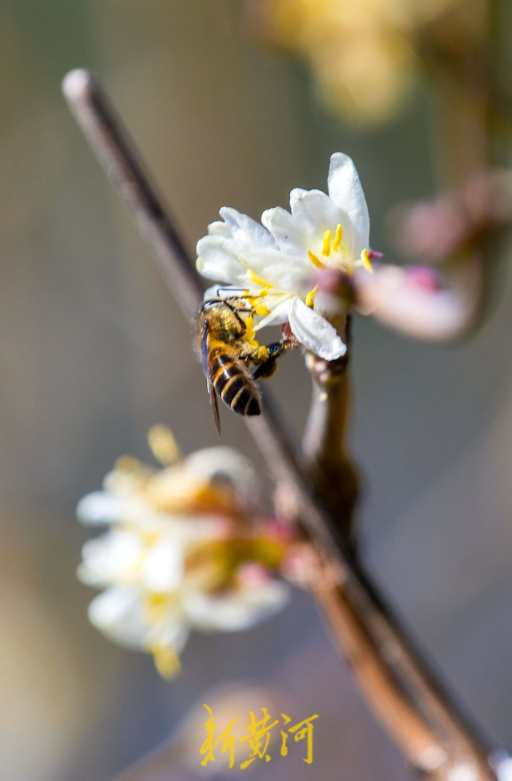 济南：二月春花三九开 蜜蜂赶早来采蜜