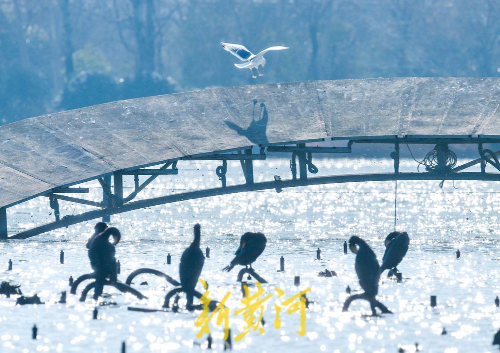 寒冬的鸟类“避风港” :野生鸟驻足济南大明湖喷泉晒太阳