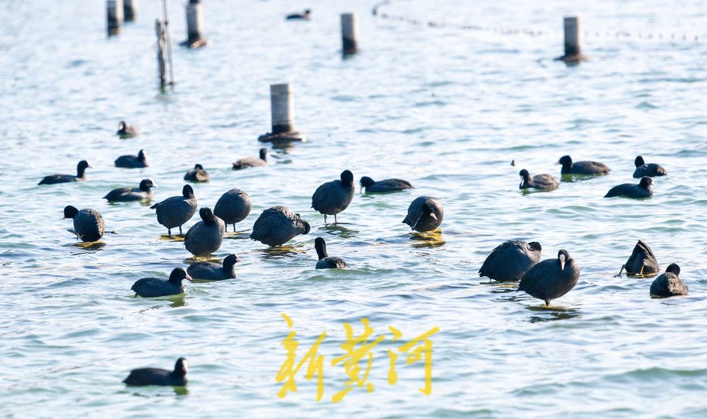 寒冬的鸟类“避风港” :野生鸟驻足济南大明湖喷泉晒太阳