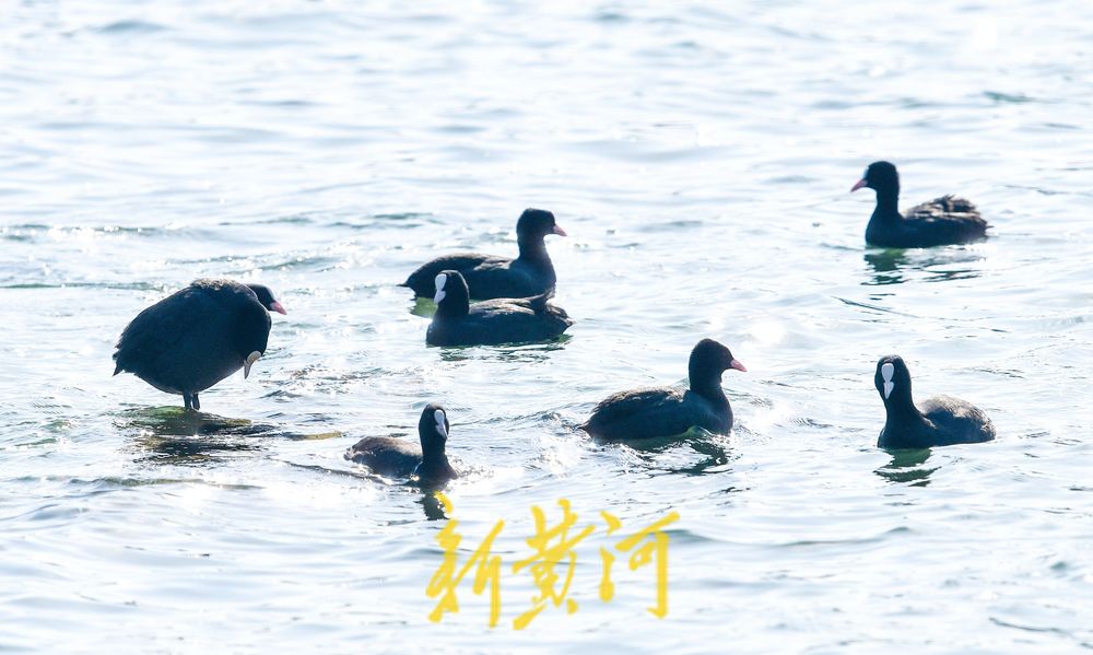 寒冬的鸟类“避风港” :野生鸟驻足济南大明湖喷泉晒太阳