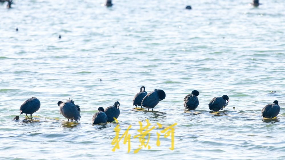 寒冬的鸟类“避风港” :野生鸟驻足济南大明湖喷泉晒太阳
