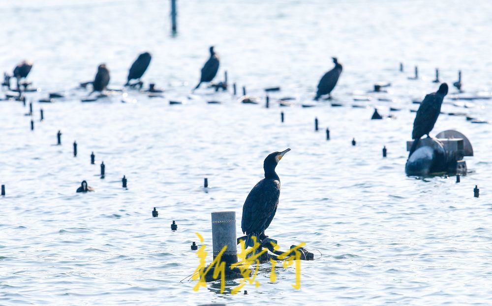 寒冬的鸟类“避风港” :野生鸟驻足济南大明湖喷泉晒太阳
