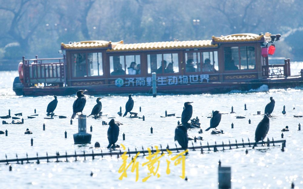 寒冬的鸟类“避风港” :野生鸟驻足济南大明湖喷泉晒太阳