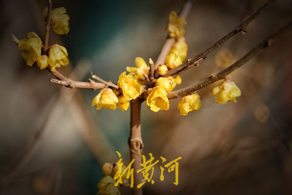 大明湖北岸铁公祠腊梅盛放 飘香引客来  