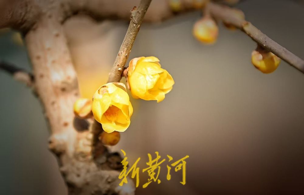 大明湖北岸铁公祠腊梅盛放 飘香引客来  