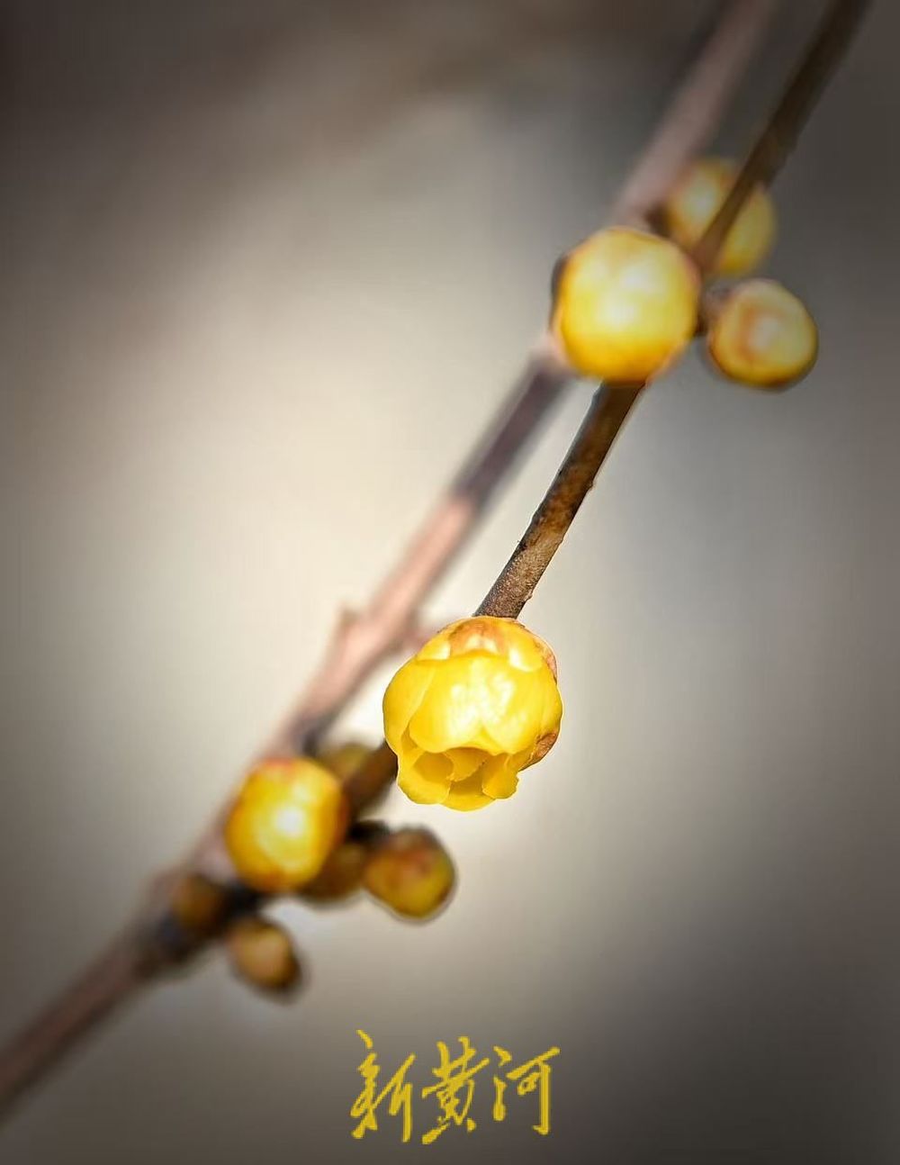 大明湖北岸铁公祠腊梅盛放 飘香引客来  