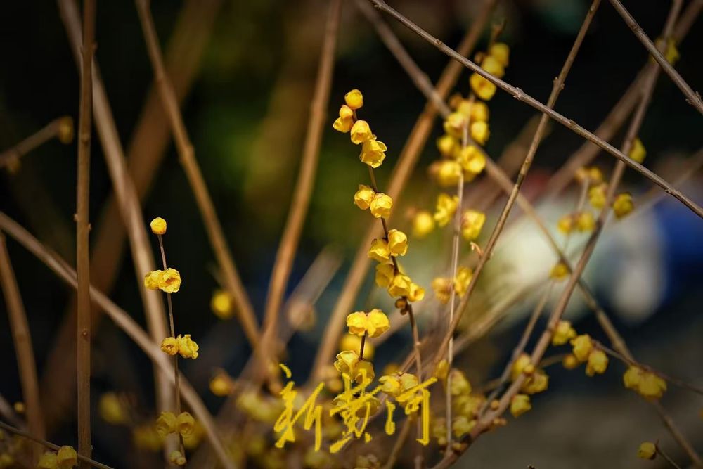 大明湖北岸铁公祠腊梅盛放 飘香引客来  