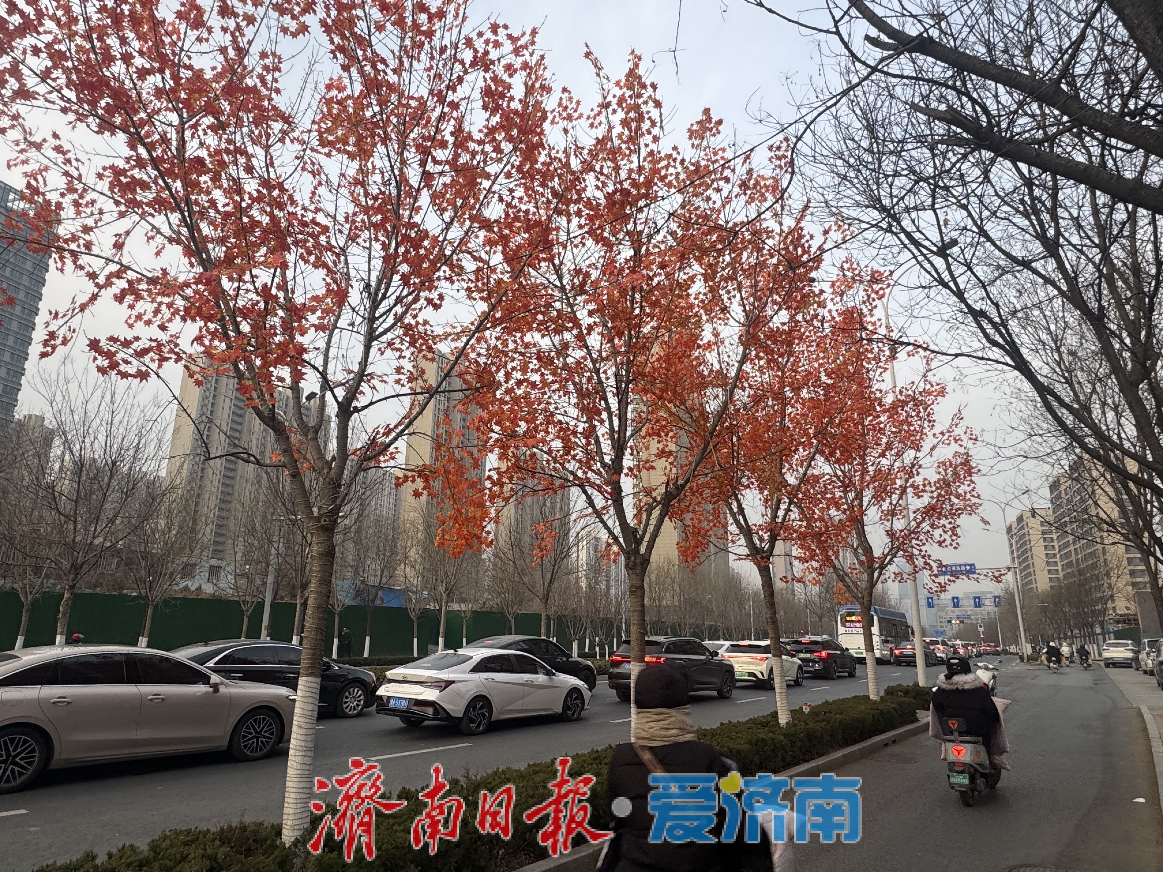 一年四季 泉在济南｜冬日绿树披红叶 街头添生机