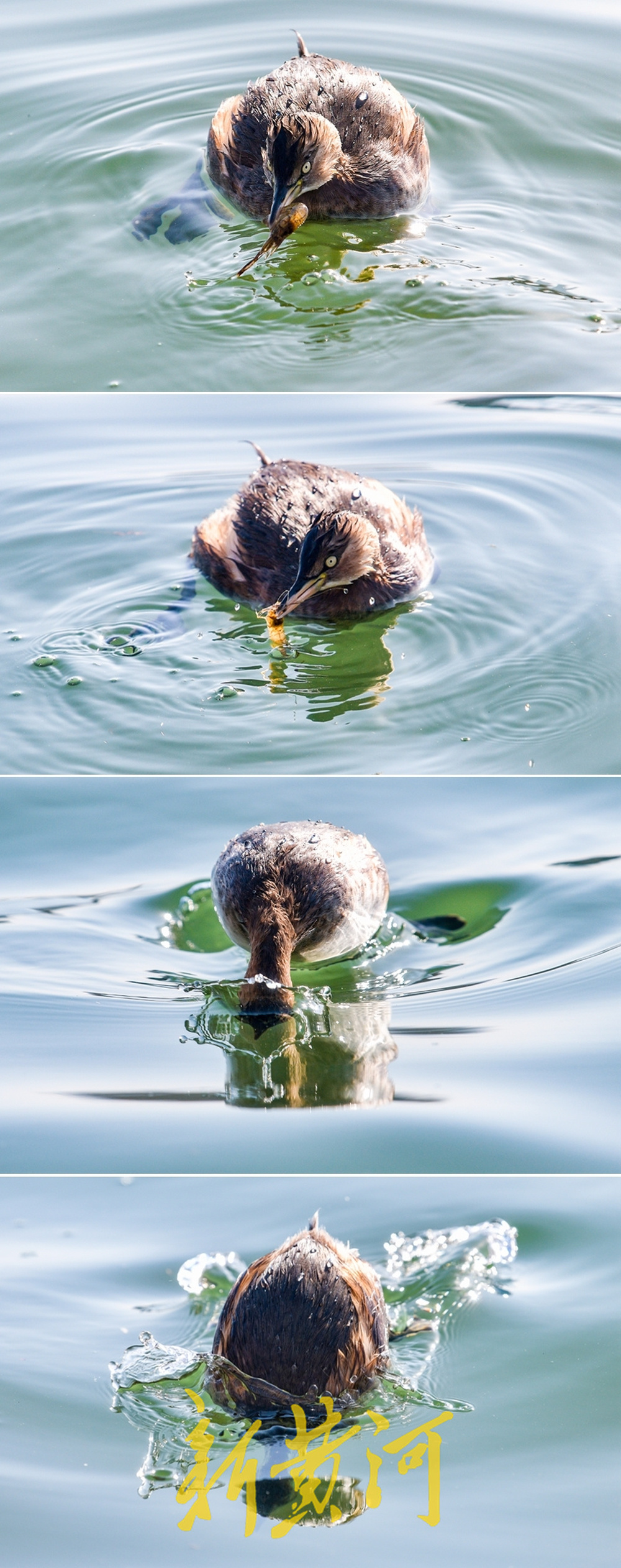 五龙潭连续十余年迎“老朋友” 小鸊鷉泉池嬉戏成冬日一景