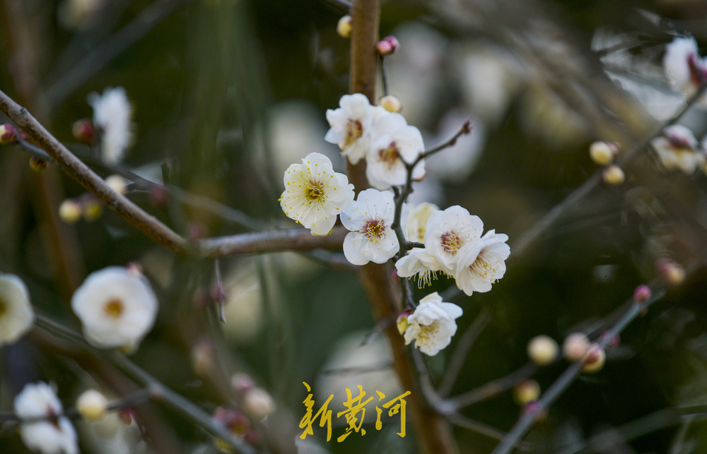 泉畔白梅提前绽放 三九飘香引客来