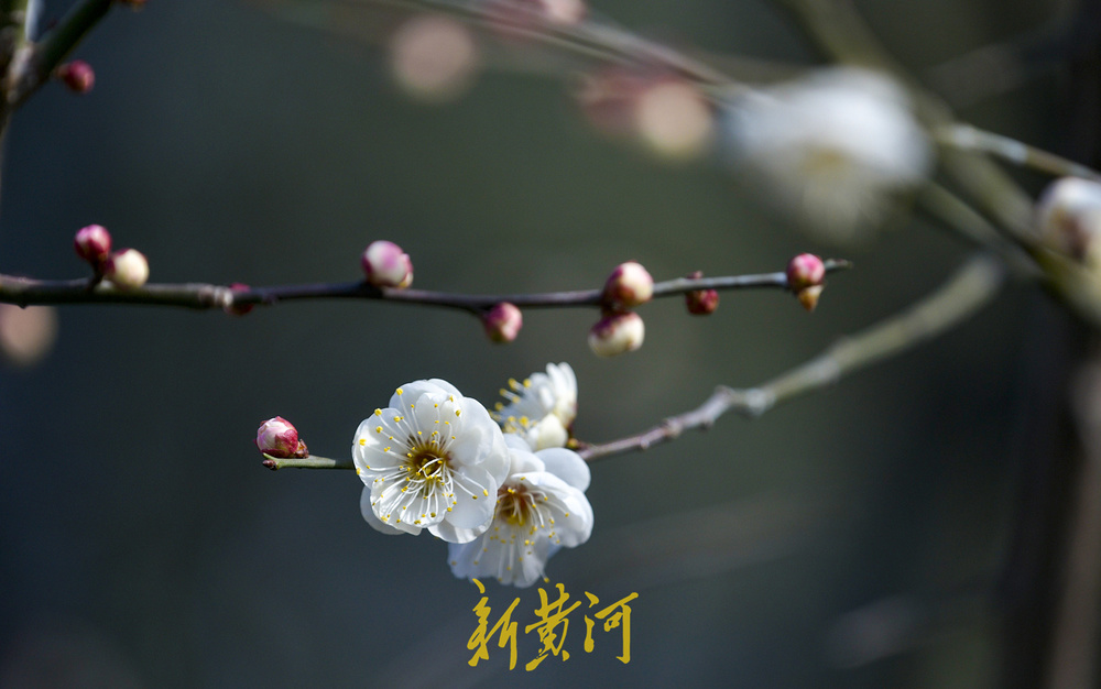 泉畔白梅提前绽放 三九飘香引客来