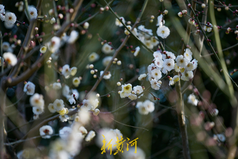 泉畔白梅提前绽放 三九飘香引客来