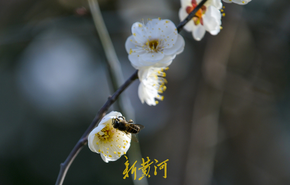 泉畔白梅提前绽放 三九飘香引客来