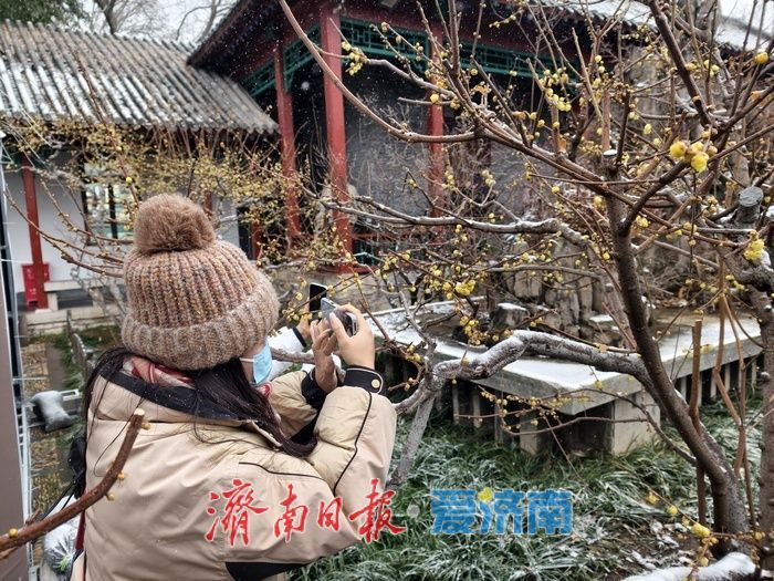 一年四季 泉在济南丨趵突泉畔，踏雪寻“梅”