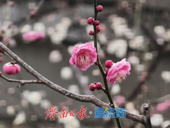 一年四季 泉在济南丨趵突泉畔，踏雪寻“梅”