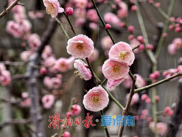 一年四季 泉在济南丨趵突泉畔，踏雪寻“梅”