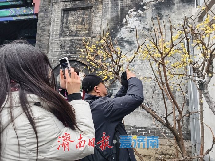 一年四季 泉在济南丨趵突泉畔，踏雪寻“梅”