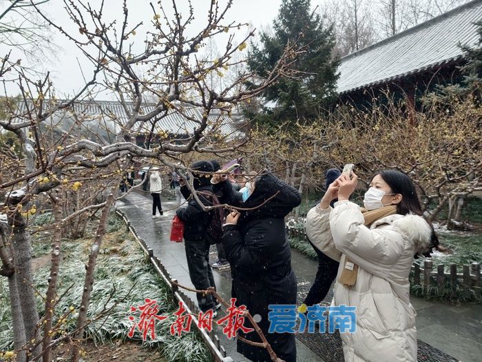 一年四季 泉在济南丨趵突泉畔，踏雪寻“梅”