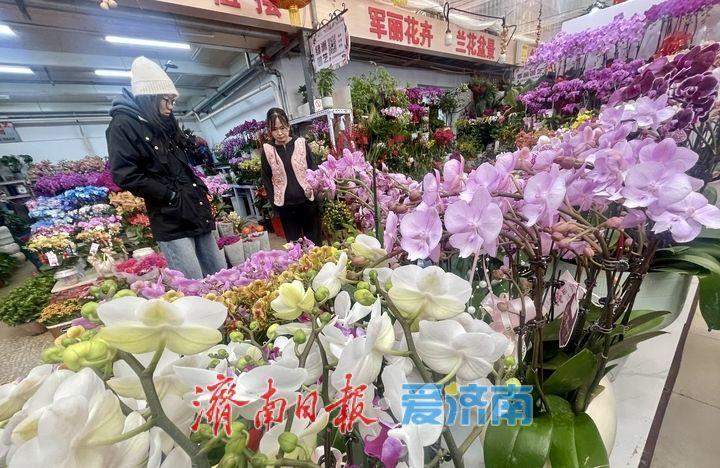 节前花香已满城 济南年宵花市场提前升温