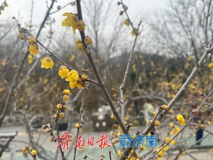 千佛山蜡梅迎盛花期 金黄暗香醉游人