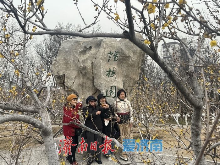 千佛山蜡梅迎盛花期 金黄暗香醉游人