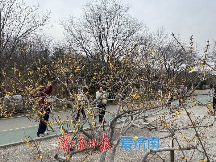 千佛山蜡梅迎盛花期 金黄暗香醉游人