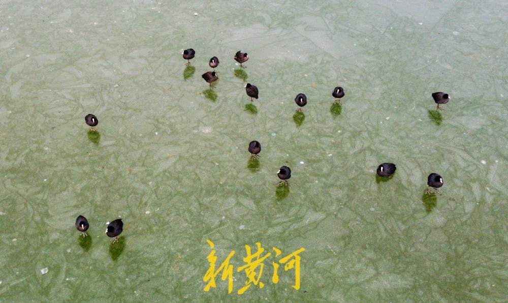 云锦湖变身济南野生鸟“溜冰场”