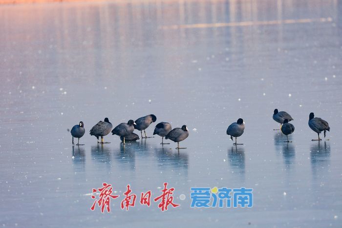 冰湖映羽衣 华山湖水鸟演绎冬日灵动画卷