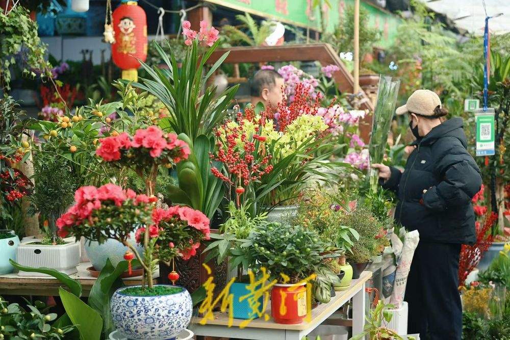 年味渐浓 济南年宵花迎销售旺季