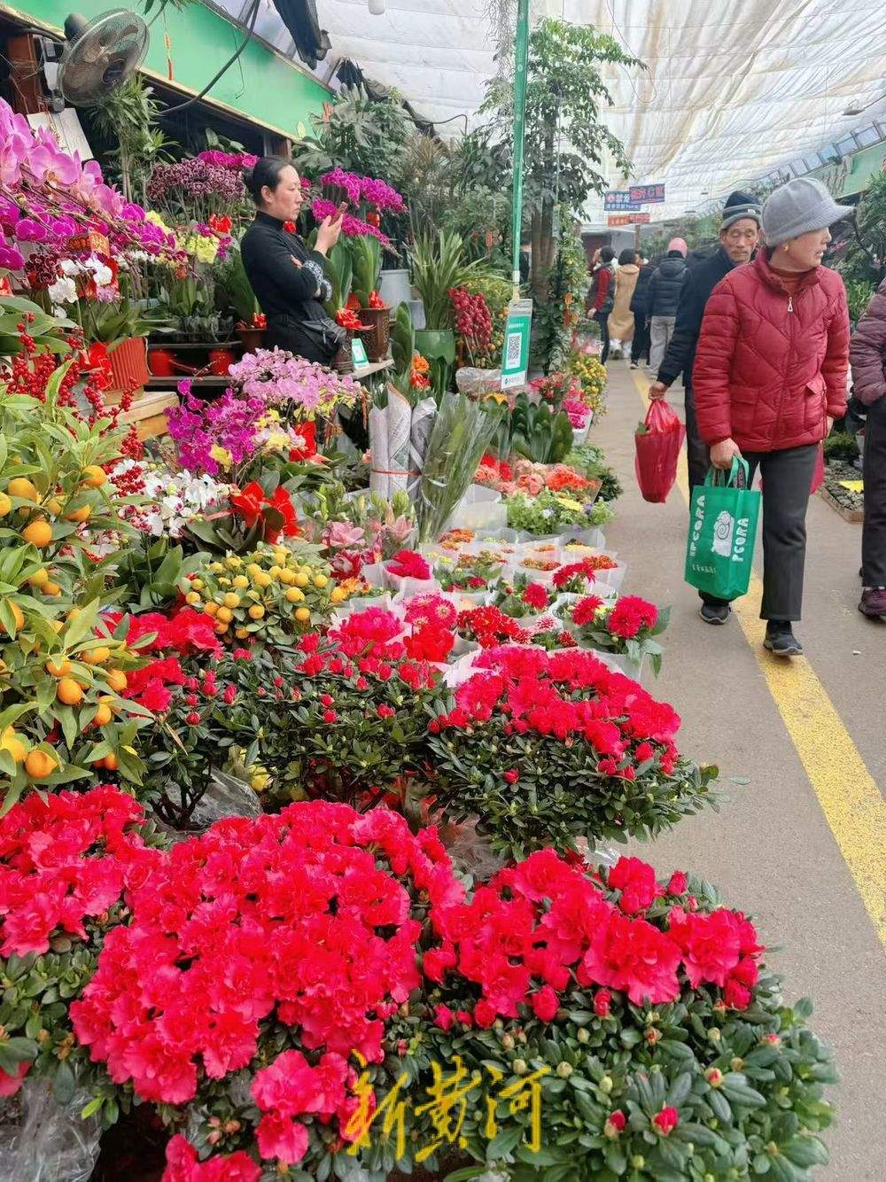 年味渐浓 济南年宵花迎销售旺季