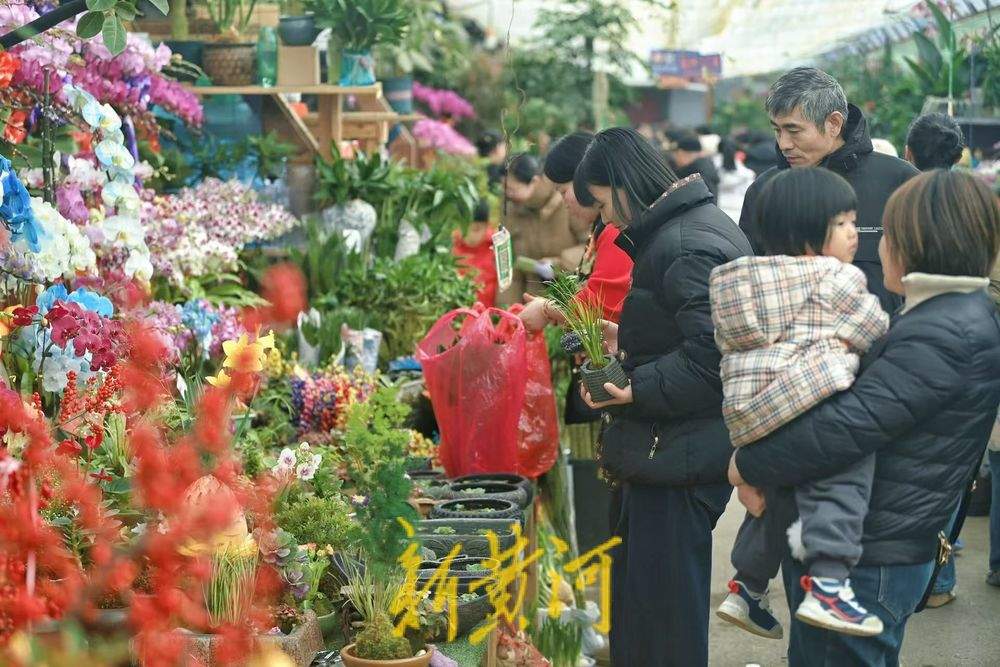 年味渐浓 济南年宵花迎销售旺季