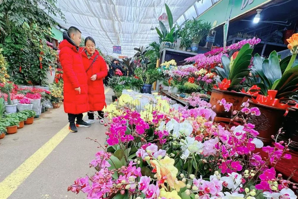 济南年宵花迎销售旺季