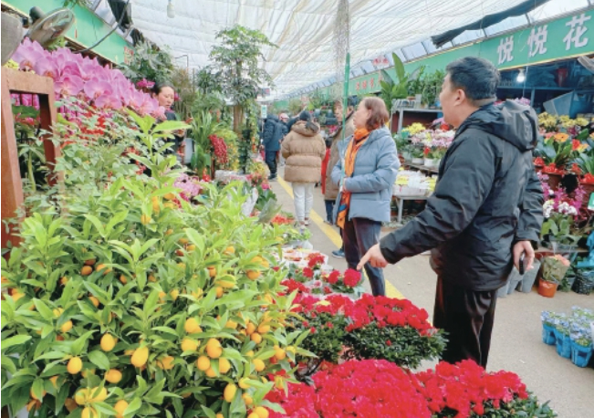 济南年宵花迎销售旺季