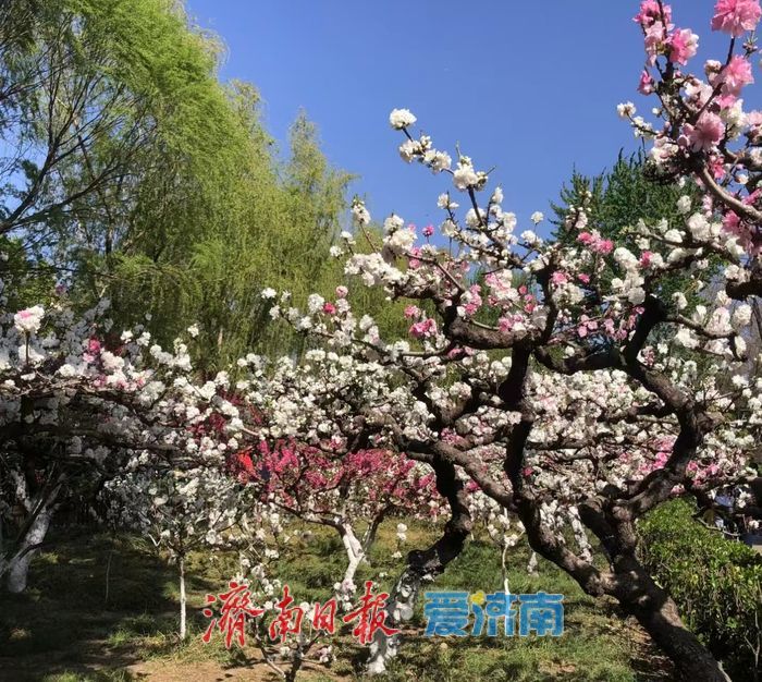 一年四季 泉在济南丨百花公园花朝荟 桃韵芳华正当时 春日盛景引客来