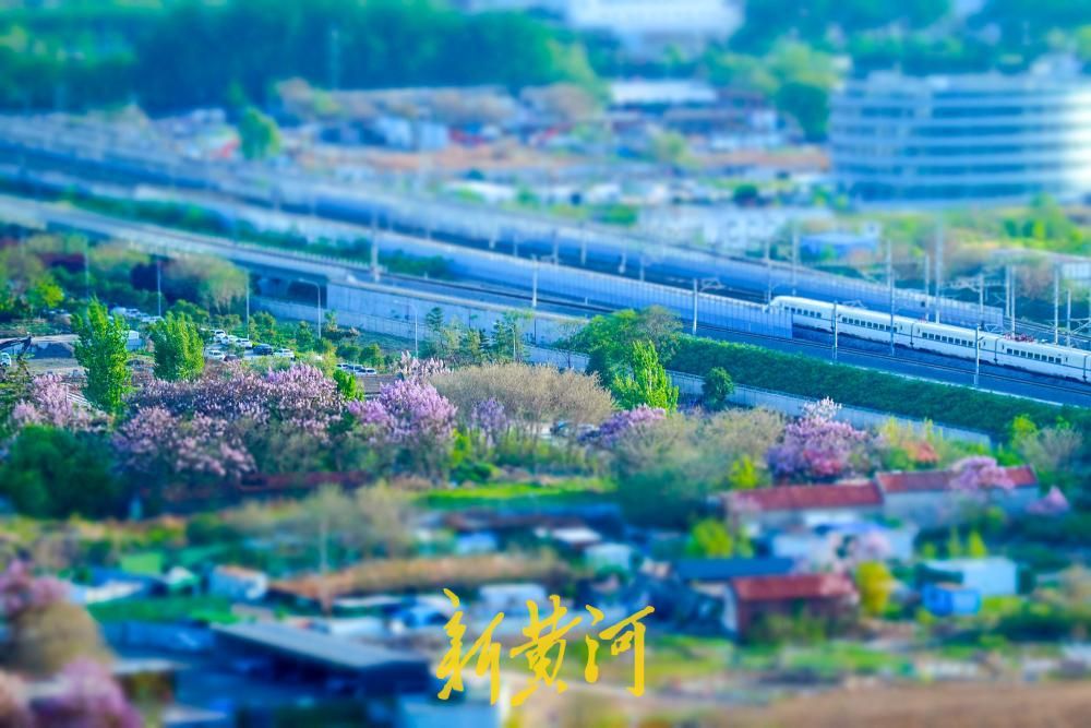 泉城解锁“紫色浪漫” 花海如瀑醉游人