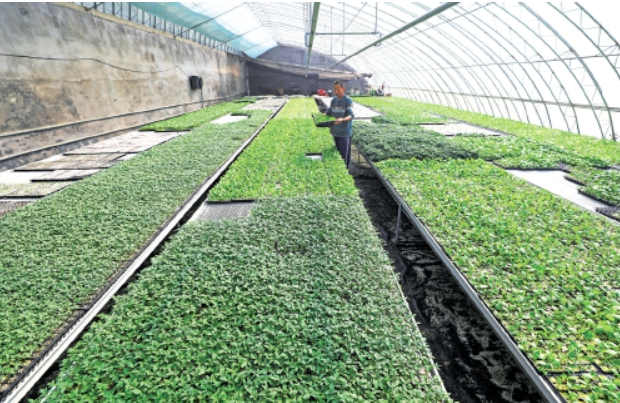 济南抢抓春日农时 乡间沃野春耕忙