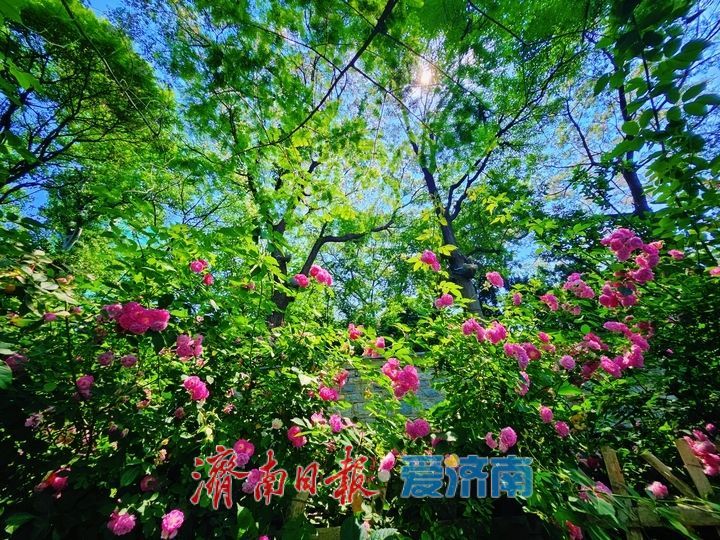 一年四季 泉在济南丨繁花映碧水 美景入画来