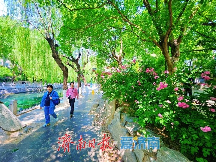 一年四季 泉在济南丨繁花映碧水 美景入画来