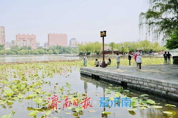 一年四季 泉在济南丨初夏大明湖风光旖旎 新荷初绽尽显湖城诗意