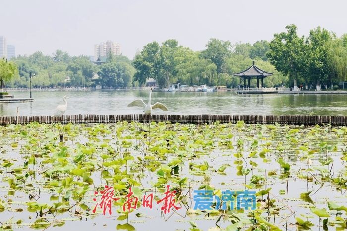一年四季 泉在济南丨初夏大明湖风光旖旎 新荷初绽尽显湖城诗意