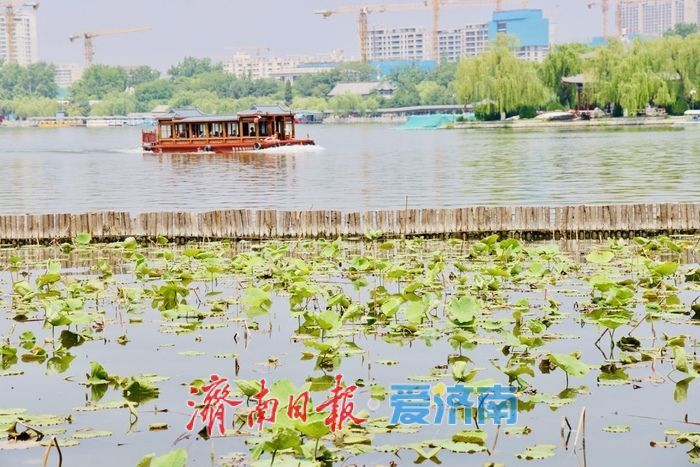 一年四季 泉在济南丨初夏大明湖风光旖旎 新荷初绽尽显湖城诗意