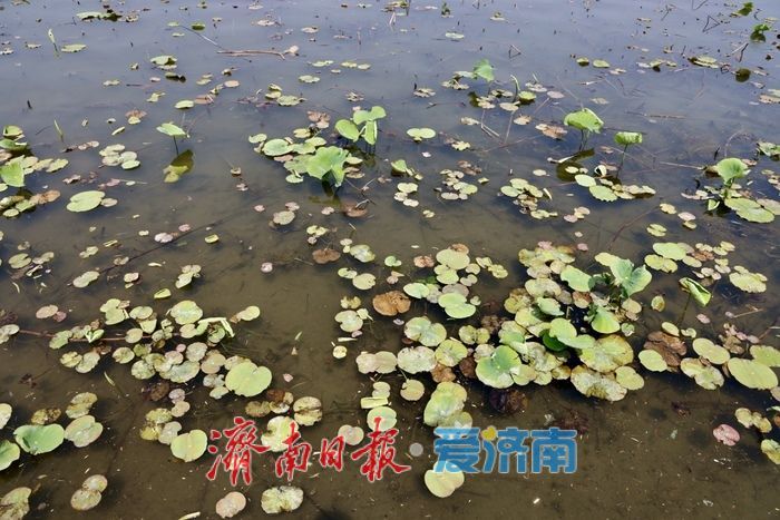 一年四季 泉在济南丨初夏大明湖风光旖旎 新荷初绽尽显湖城诗意