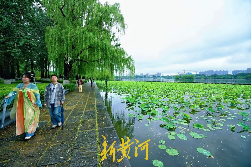 雨润明湖荷意浓 初夏翠色满泉城