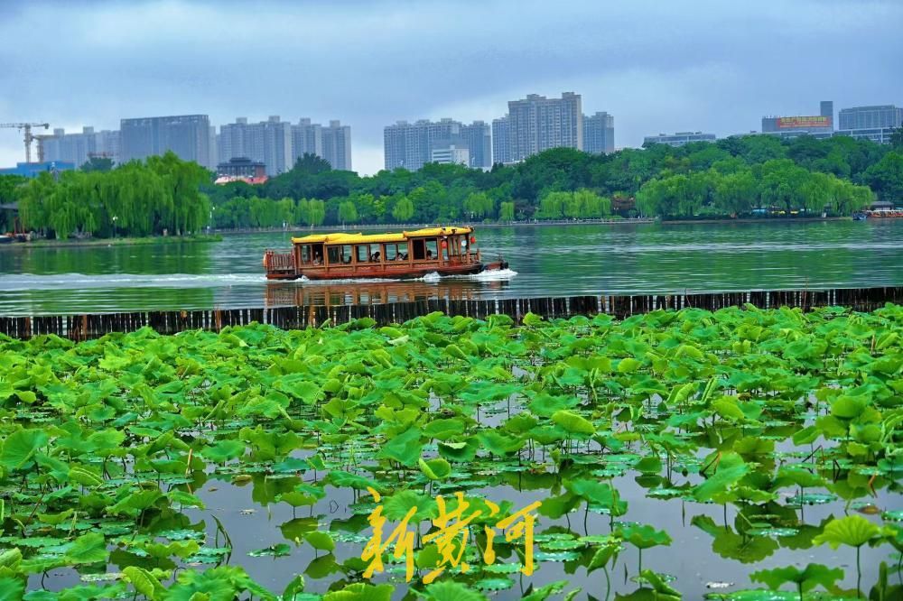 雨润明湖荷意浓 初夏翠色满泉城